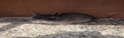 Netherland Dwarf rabbits for sale: Netherland dwarfs  - Advert 4