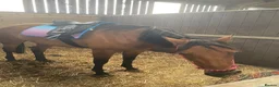 English Thoroughbred horses for sale: Thoroughbred nice boy available  - Advert 6