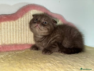 British Shorthair cats BSH x Fold Show quality choc boy - Advert 2
