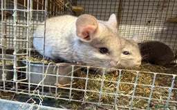 Chinchilla rodents for sale: Males and female chinchillas.  - Advert 11