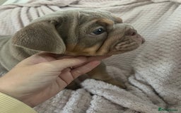 English Bulldog dogs for sale: Star Studded English Bulldogs - Image 5