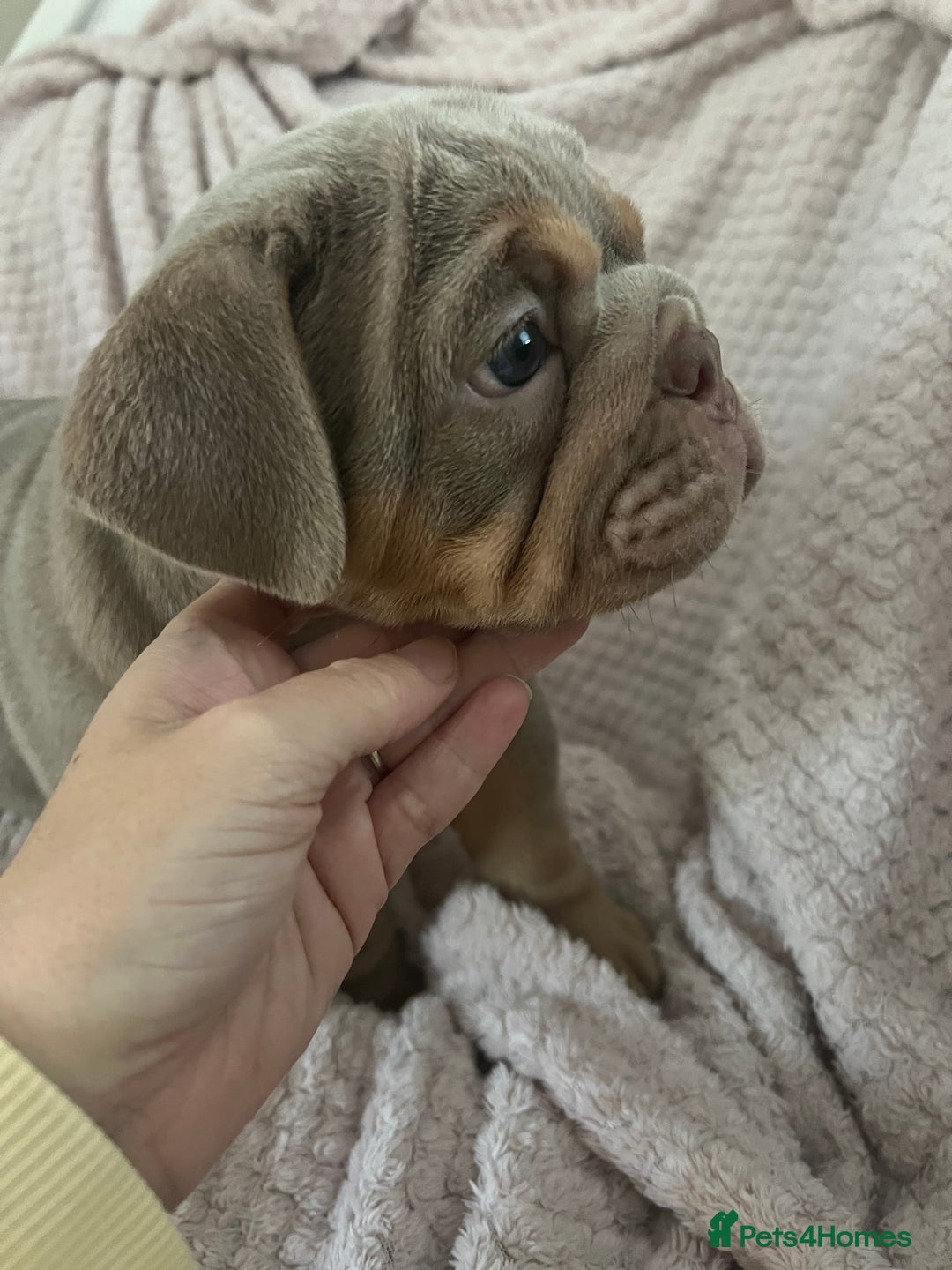 English Bulldog dogs for sale: Star Studded English Bulldogs - Image 5