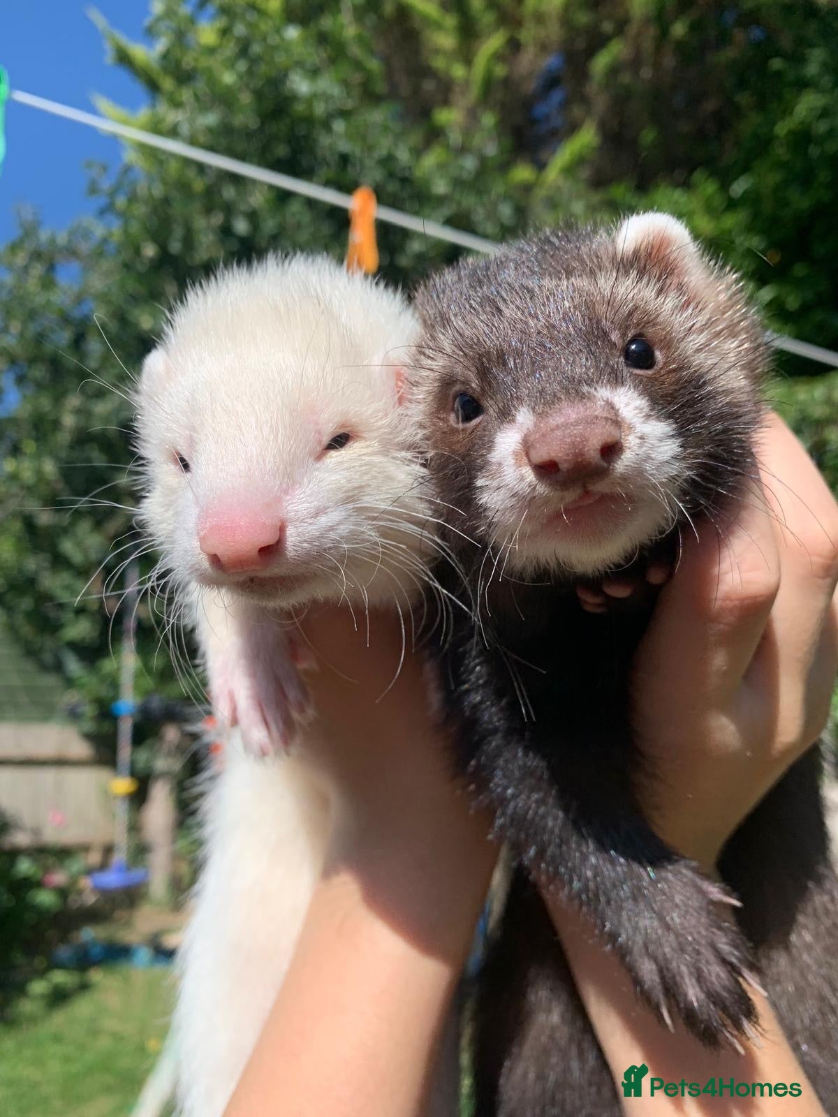 Ferret rodents Our gorgeous Kit Hobs looking for a home  - Advert 3