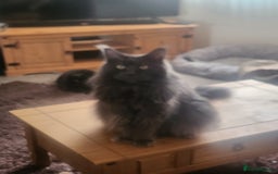 Maine Coon cats for sale: Blue Smoke Maincoon  - Image 1