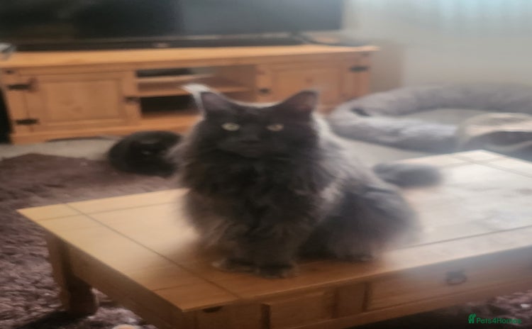 Maine Coon cats - Advert 14