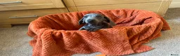 Dachshund dogs for sale: Stunning Solid Blue & Choc & Tan Dachshunds  - Advert 11