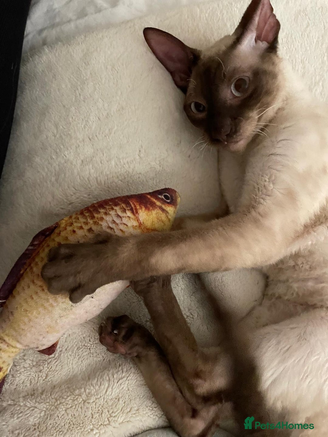 Cornish Rex cats for sale: Cornish Rex Chocolate Point Male 9 months £500 - Advert 12