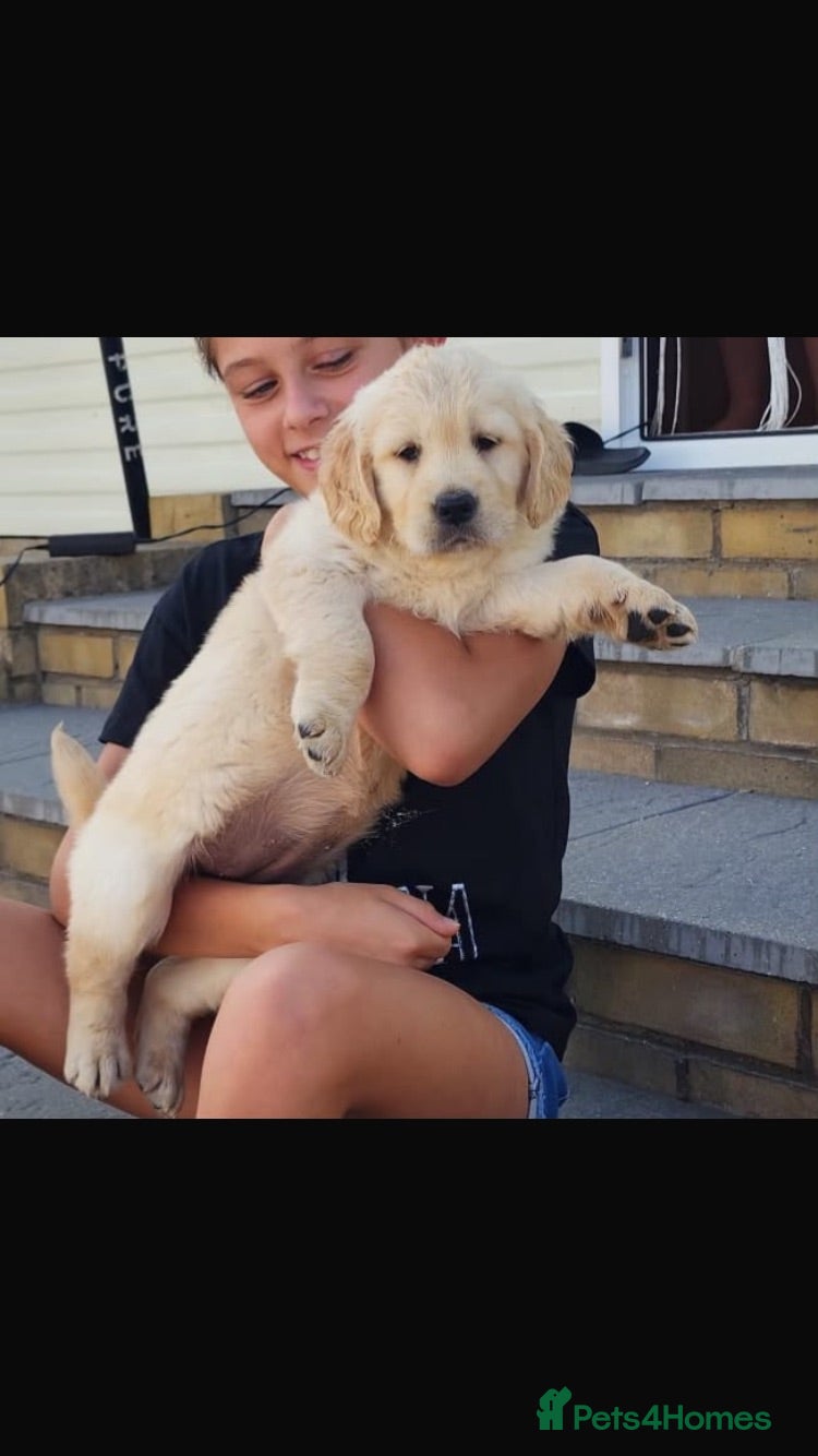 Golden Retriever dogs KC Registered dna clear chunky golden retriever  - Advert 16