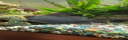 Catfish fish for sale: Featherfin Squeakers x2 - Advert 4