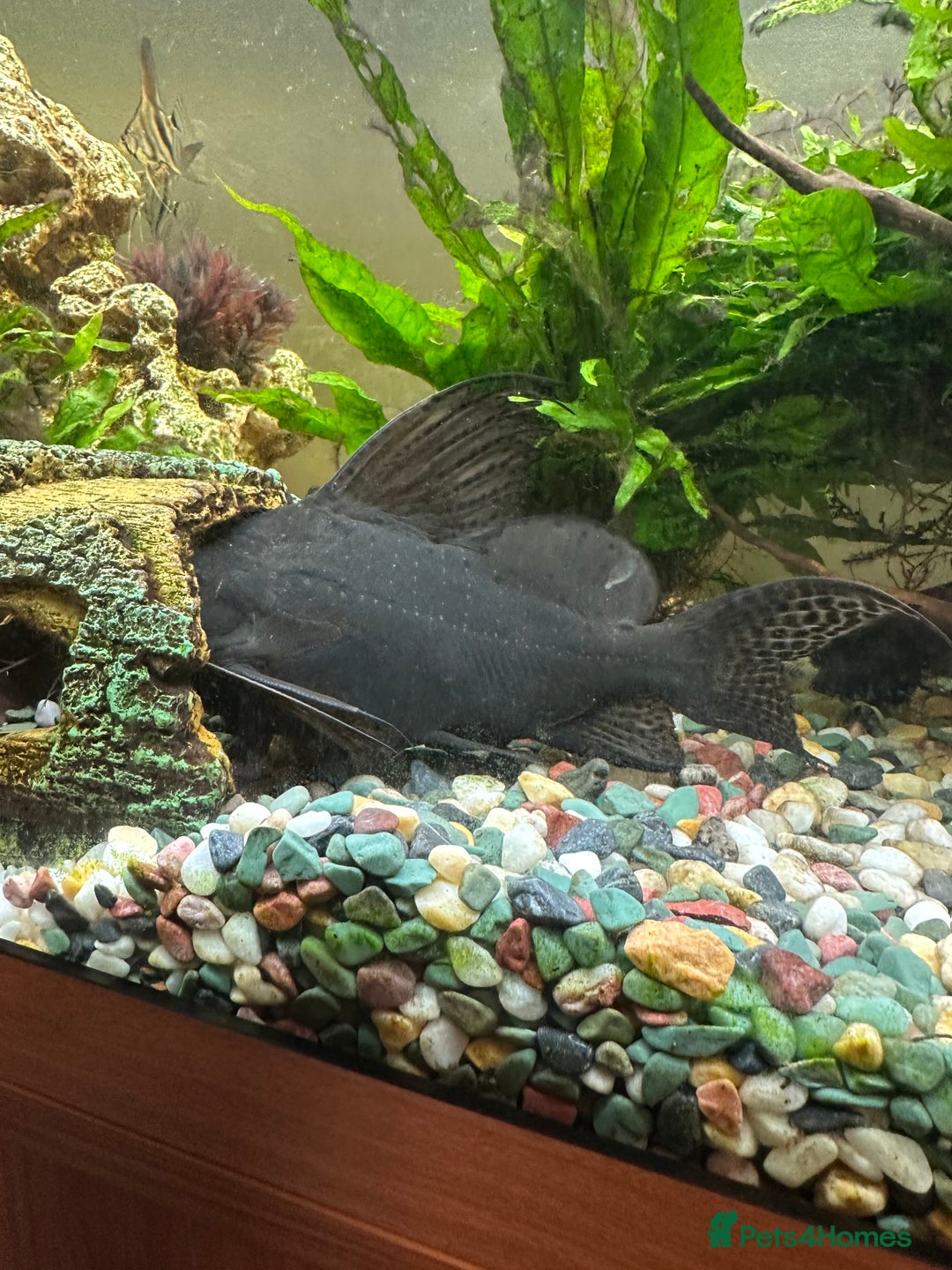 Catfish fish for sale: Featherfin Squeakers x2 - Advert 4