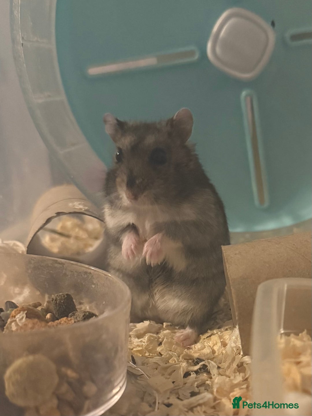 Hamster rodents for sale: Lovely male dwarf hamster  - Advert 5