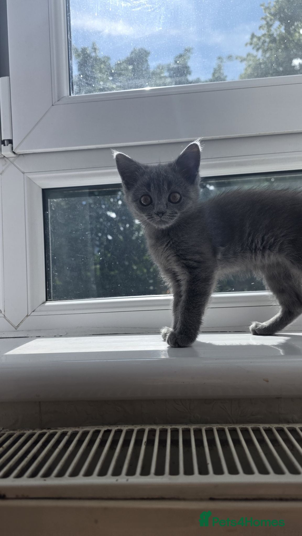 Himalayan cats Left Grey girl only - Advert 1