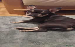 French Bulldog dogs for sale: French Bulldog  - Advert 4