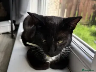 Mixed Breed cats Kittens Looking for Their Forever Home - Advert 1