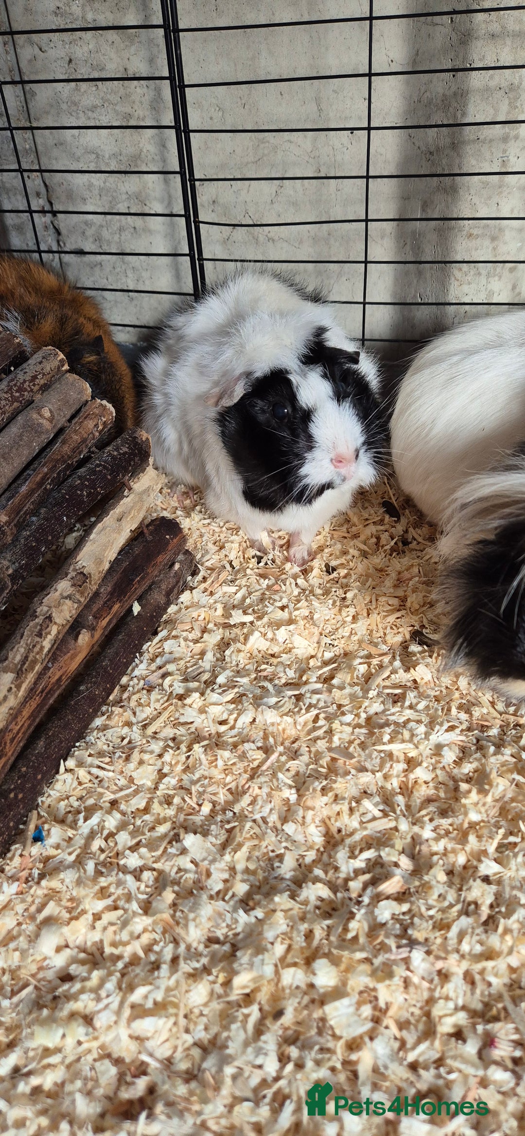 Guinea Pig rodents for sale: Female guinea pigs  - Image 2