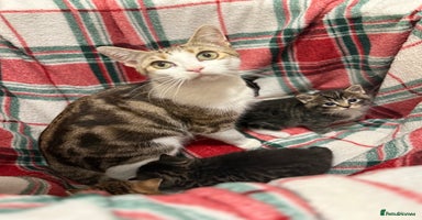 Domestic Shorthair cats - Advert 30