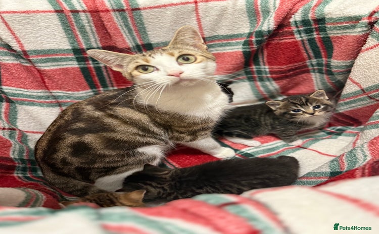 Domestic Shorthair cats - Advert 1