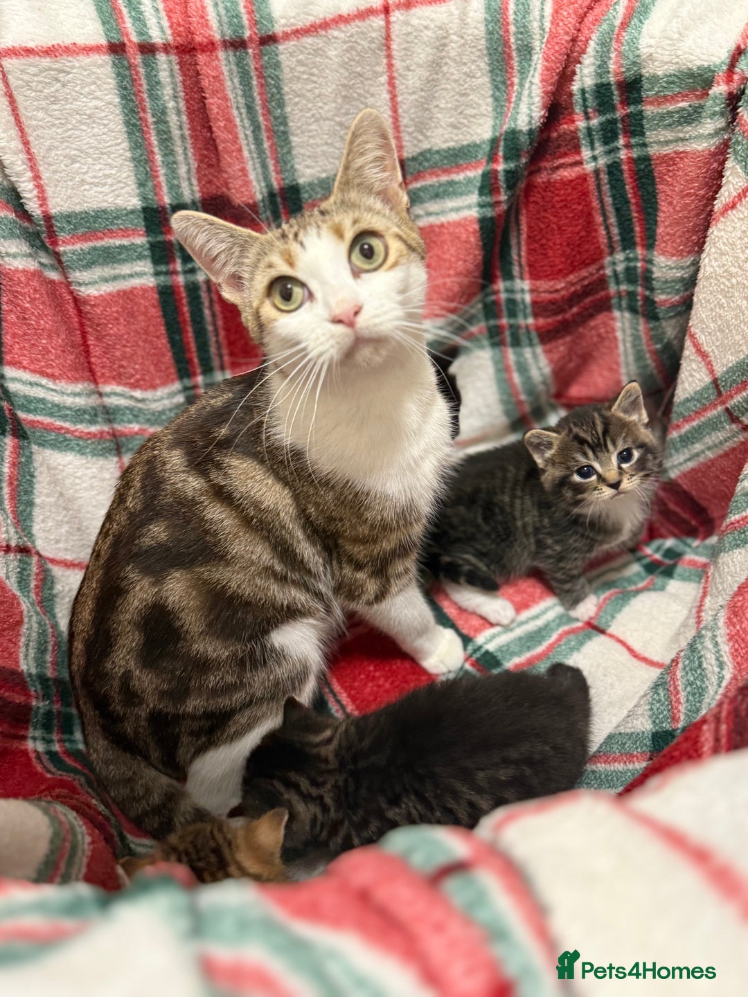 Domestic Shorthair cats for sale: Beautiful Kittens available - Image 4