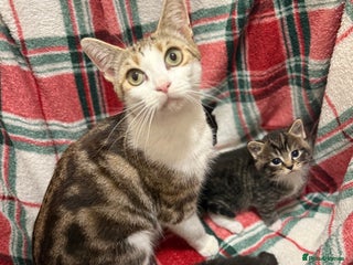 Domestic Shorthair cats - Advert 26