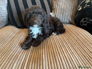 Cockapoo dogs Beautiful litter of chocolate cockapoo puppies - Advert 7