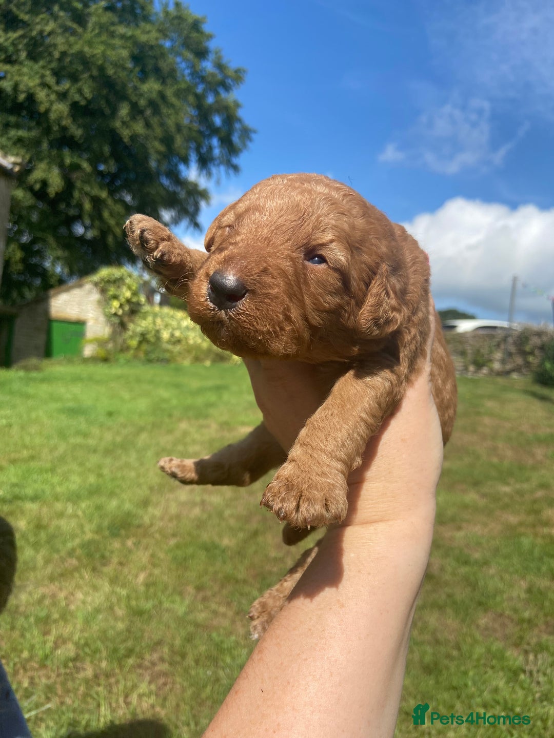 Aussiedoodle dogs for sale: Gorgeous Aussie Doodle Pups - Image 26