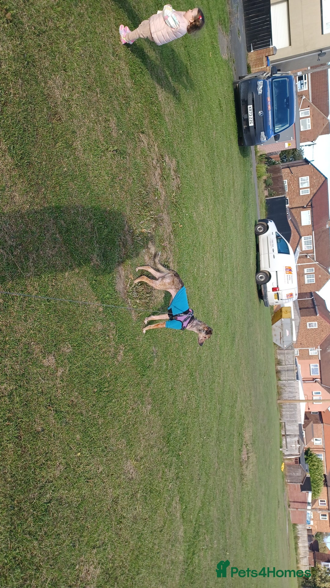 Lurcher dogs for sale: Narla for a new home. - Image 3