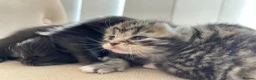 Persian cats for sale: Adorable Kittens for Sale - Advert 13