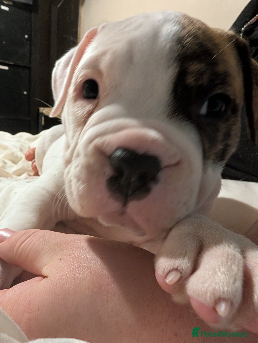 American Bulldog dogs for sale: Johnson American bulldog pups (ready to leave)  - Image 5