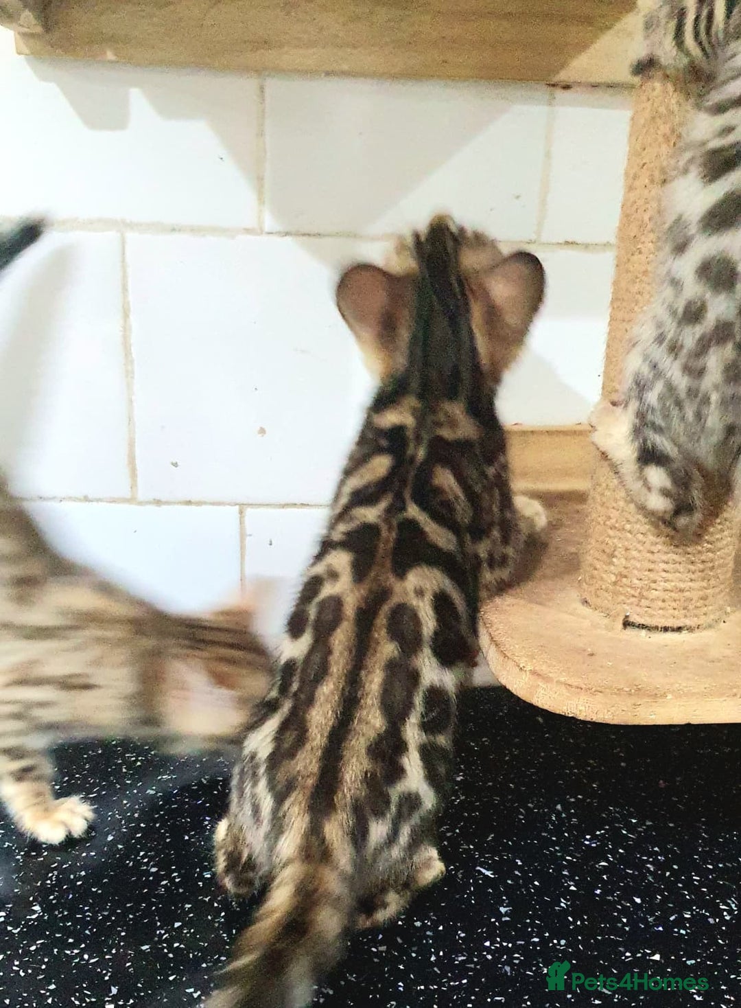 Bengal cats for sale: 🔥✨Pedigree TICA-Registered Bengals - Advert 14