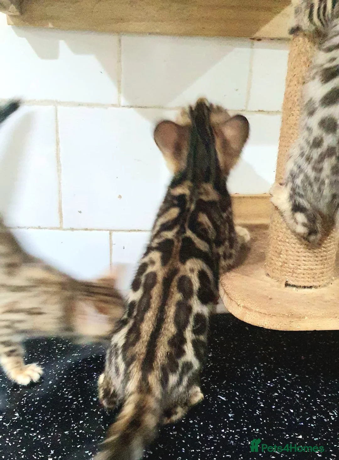 Bengal cats for sale: 🔥✨Pedigree TICA-Registered Bengals - Advert 14