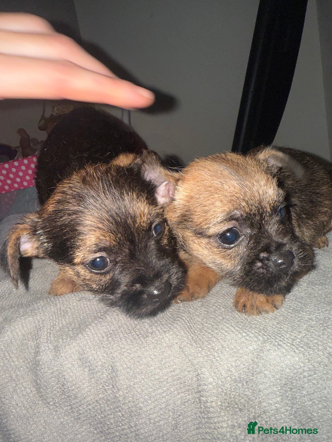 Border Terrier dogs for sale: Border terrier puppies  - Advert 7