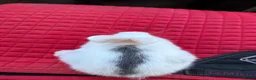 Mini Lop rabbits for sale: Mini lop bunnies  - Advert 6