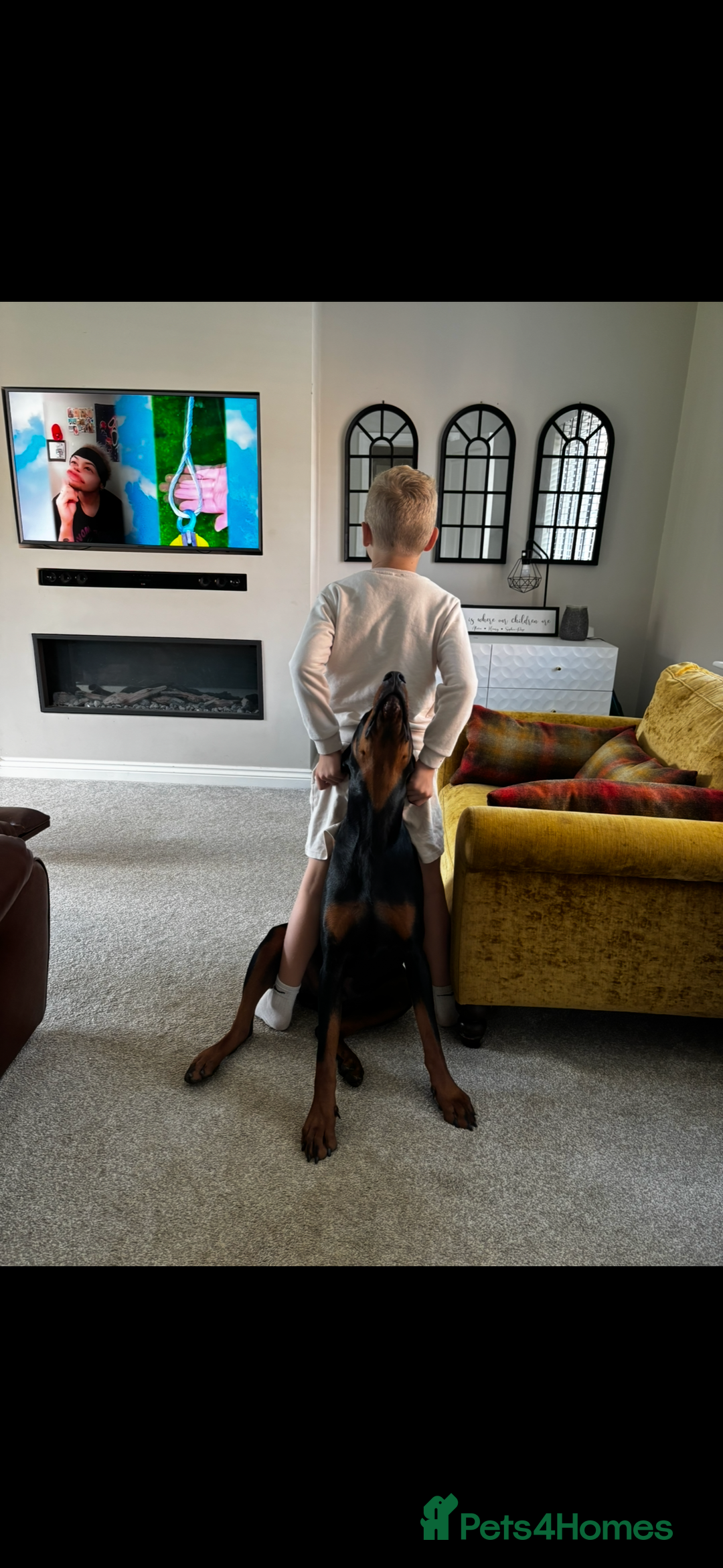 Dobermann dogs for sale: Walter - Advert 7