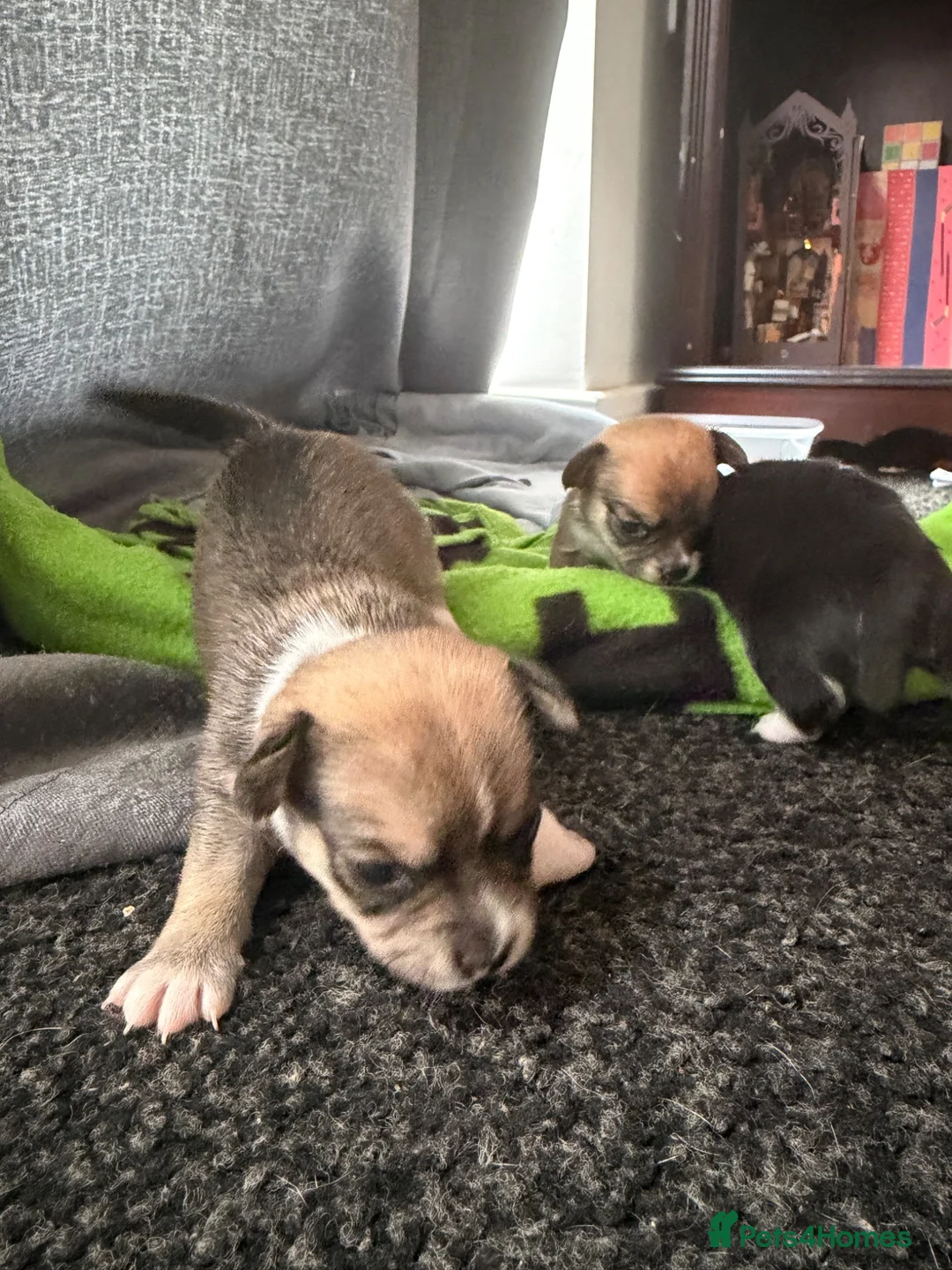 Mixed Breed dogs for sale: Chihuahua cross patterdale terrier puppies in Huntingdon - Advert 7