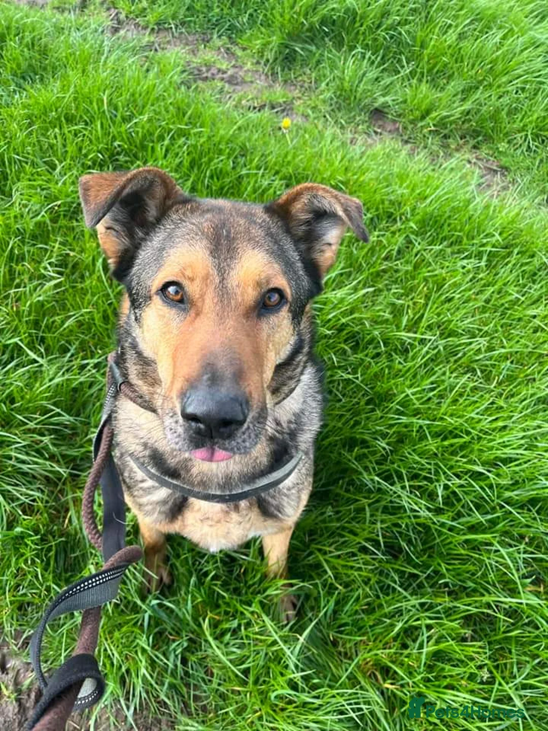 Mixed Breed dogs for adoption: Meet Kobi, currently residing in Cheshire  in Nantwich - Advert 22