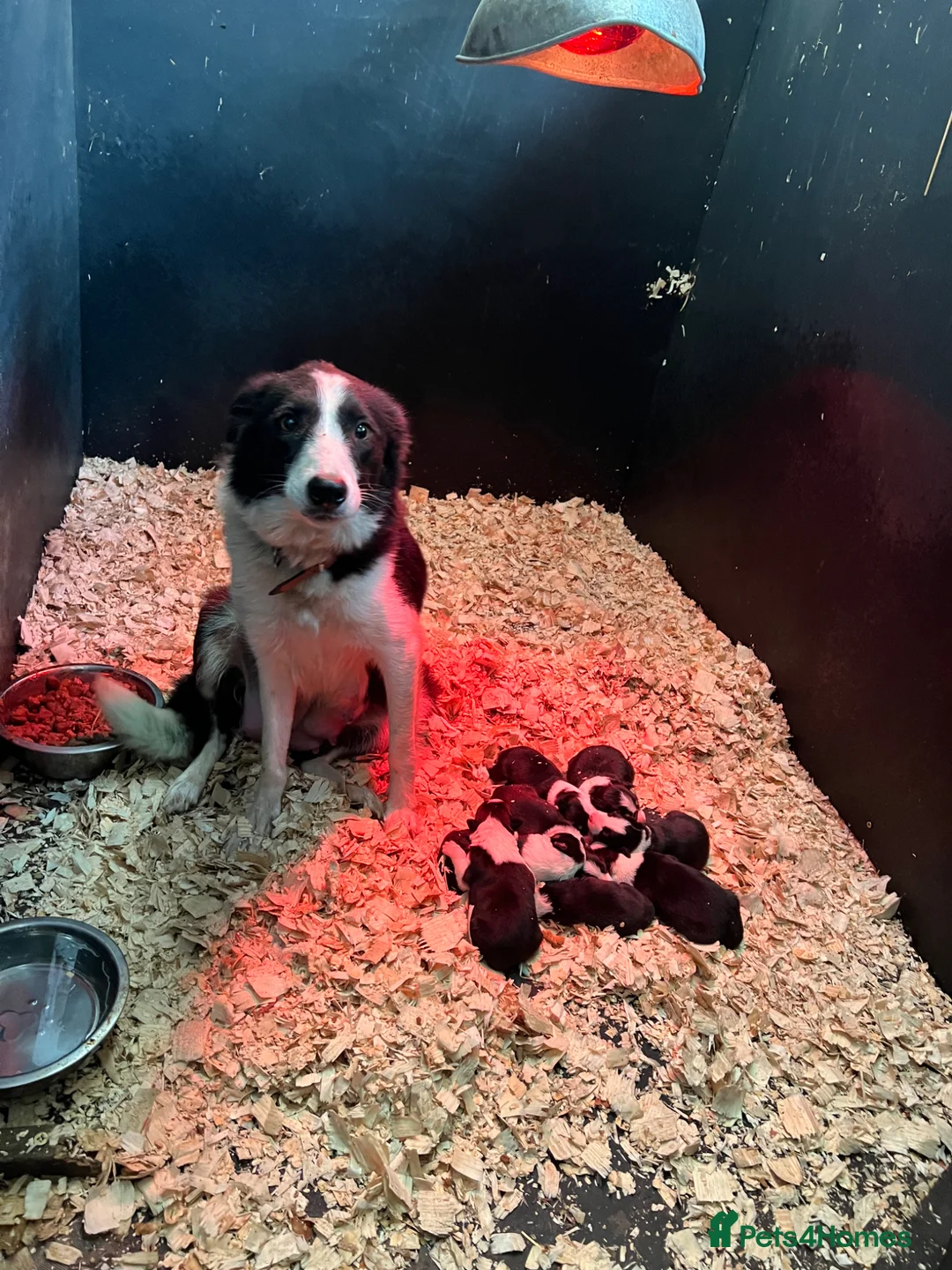 Border Collie dogs for sale: ELITE PRESTIGIOUS ISDS BORDER COLLIE PUPPIES - Advert 22