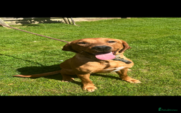 Labrador Retriever dogs for sale: Fox red male - Image 1