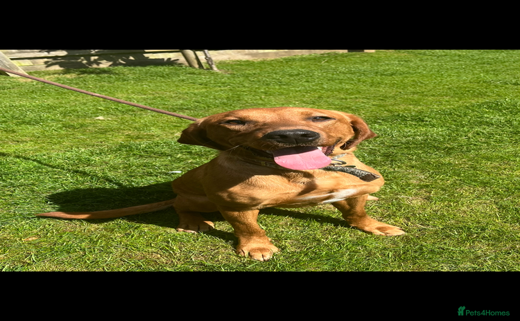 Labrador Retriever dogs - Advert 1