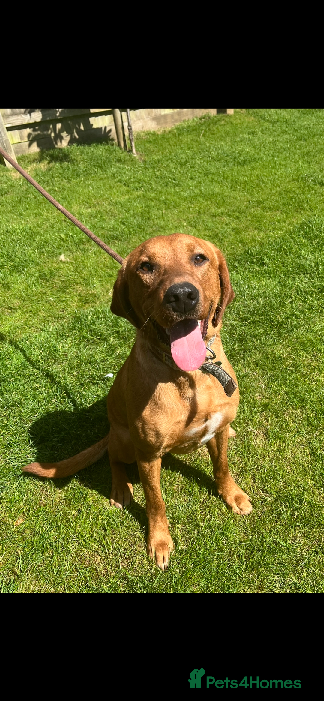 Labrador Retriever dogs for sale: Fox red male - Image 1
