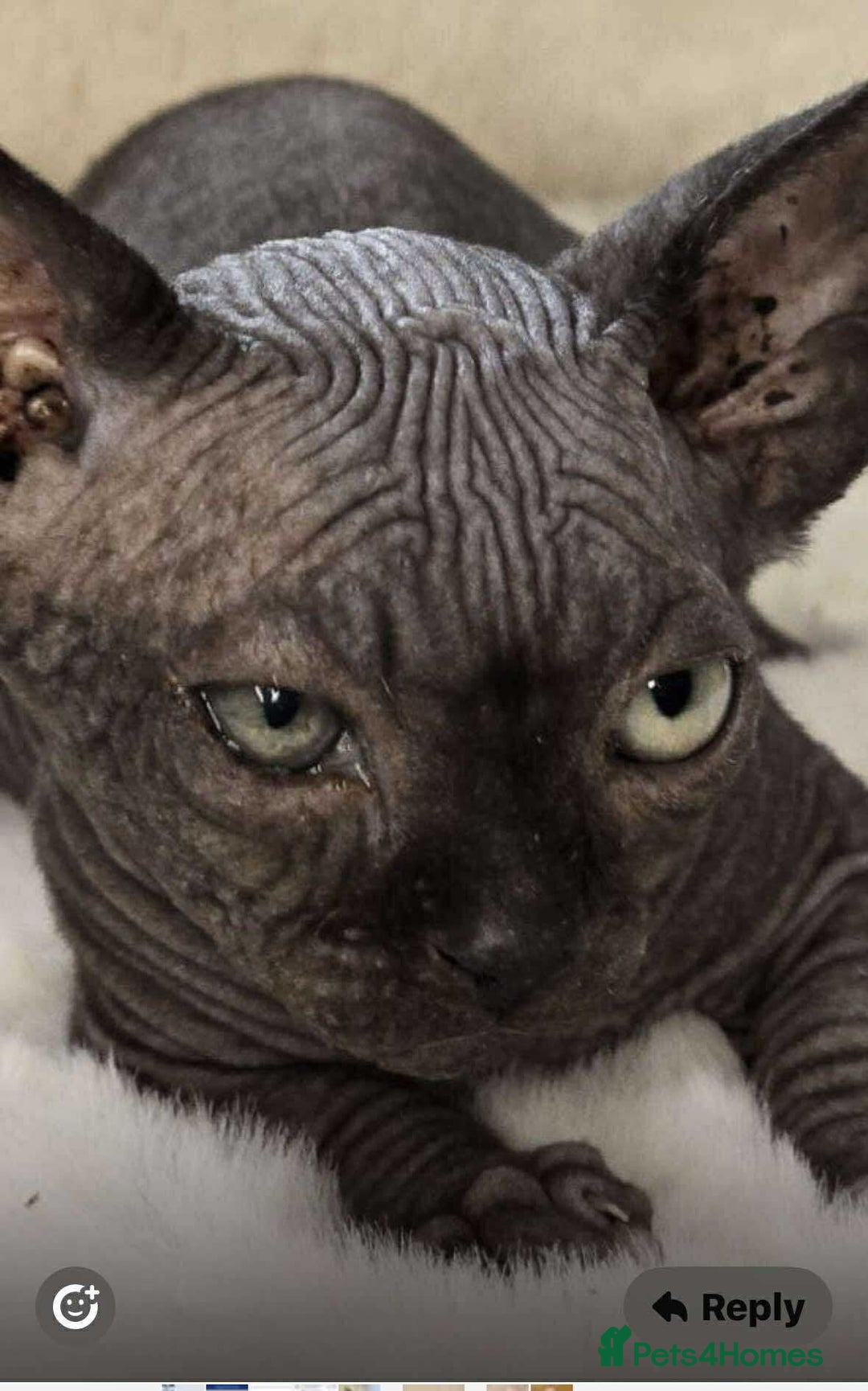 Sphynx cats for stud: Stud short legged sphynx Tica registered ACTIVE  - Advert 4