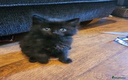 Mixed Breed cats for sale: All black kittens for sale - Image 4