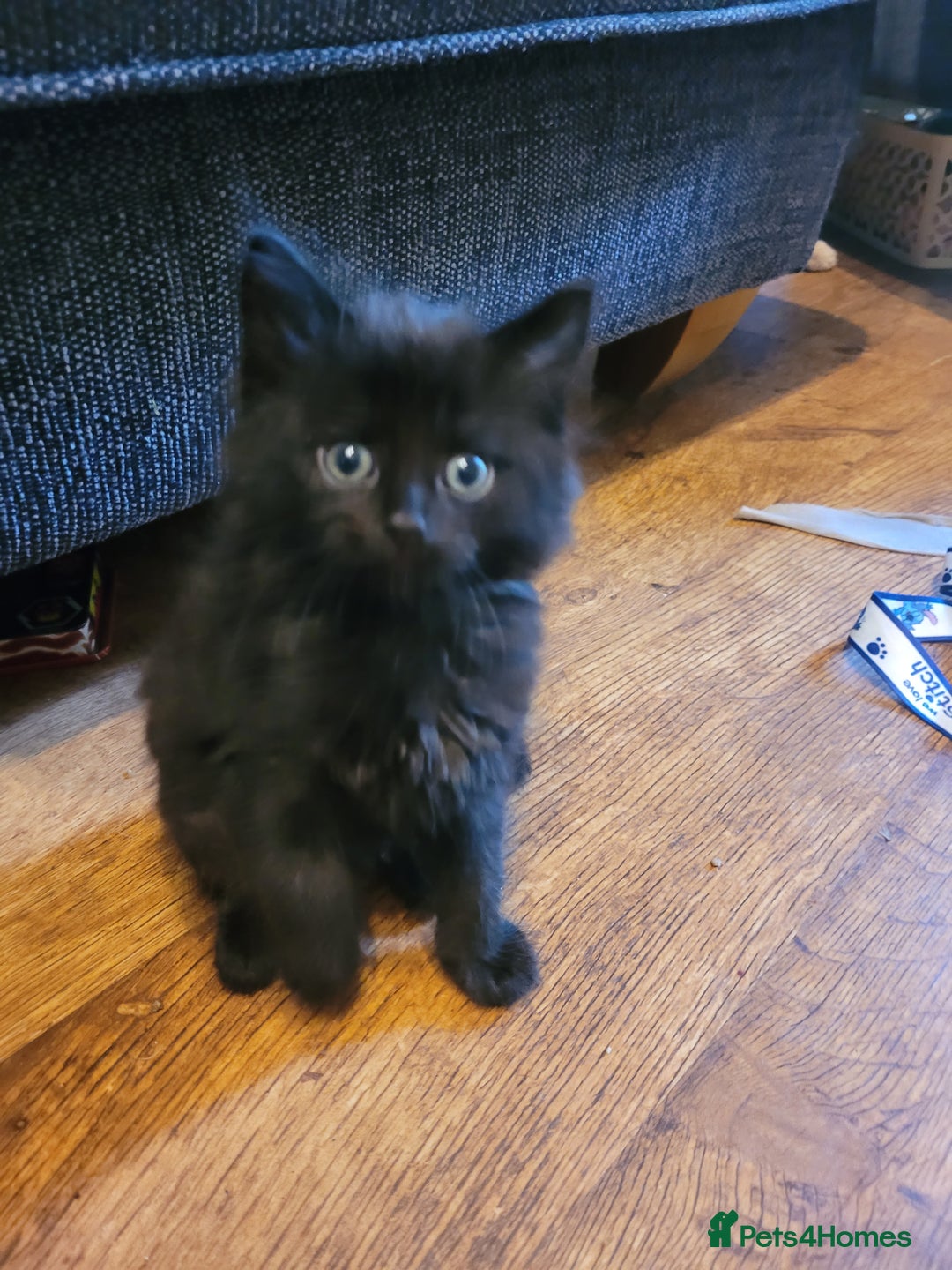Mixed Breed cats for sale: All black kittens for sale - Image 4