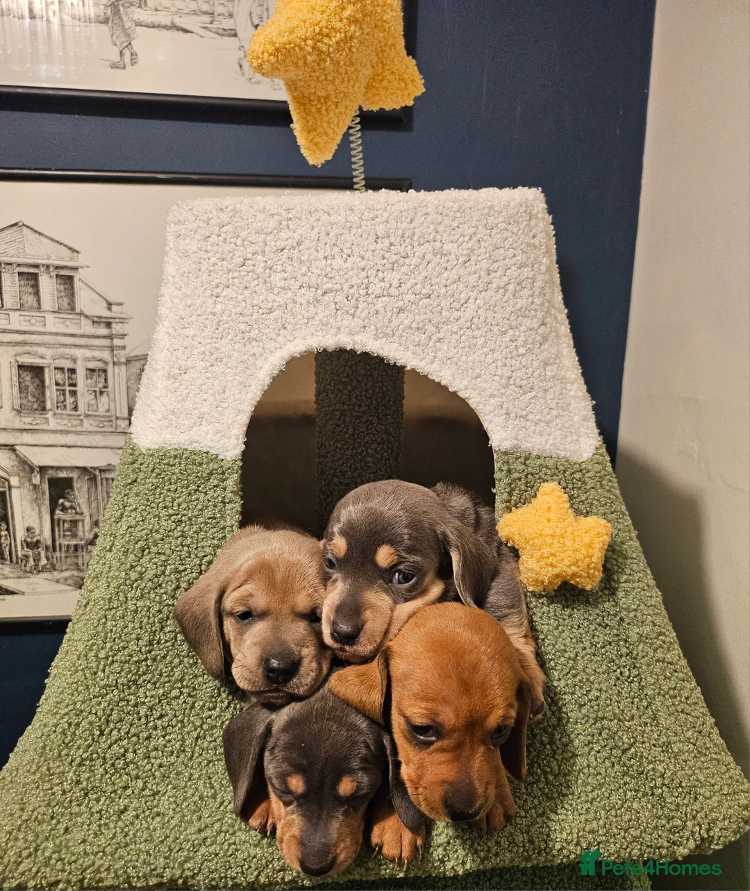 Miniature Dachshund dogs for sale: Kc registers mini smoothaired dachshund puppies - Advert 15