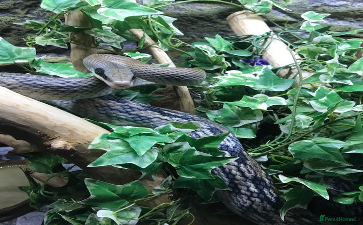 Rat Snake reptiles - Advert 1