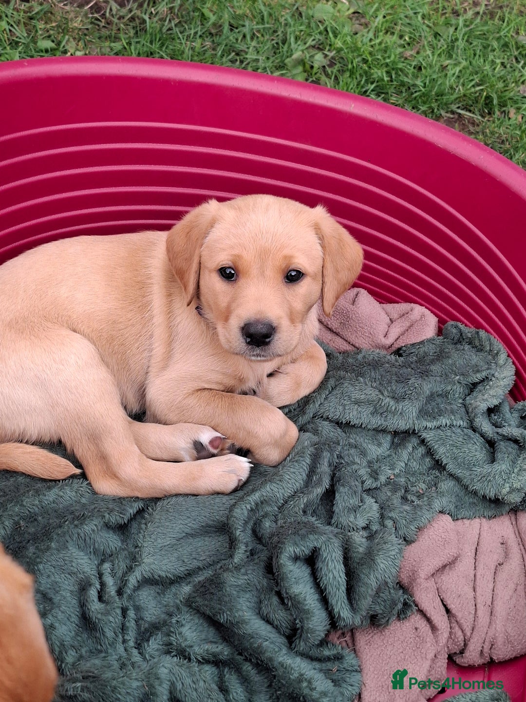 Labrador Retriever dogs for sale: Mix of fox red and yellow labrador puppies - Image 9