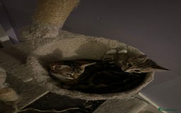 Mixed Breed cats for adoption: 3 x rescue tabby kittens looking for homes - Image 5