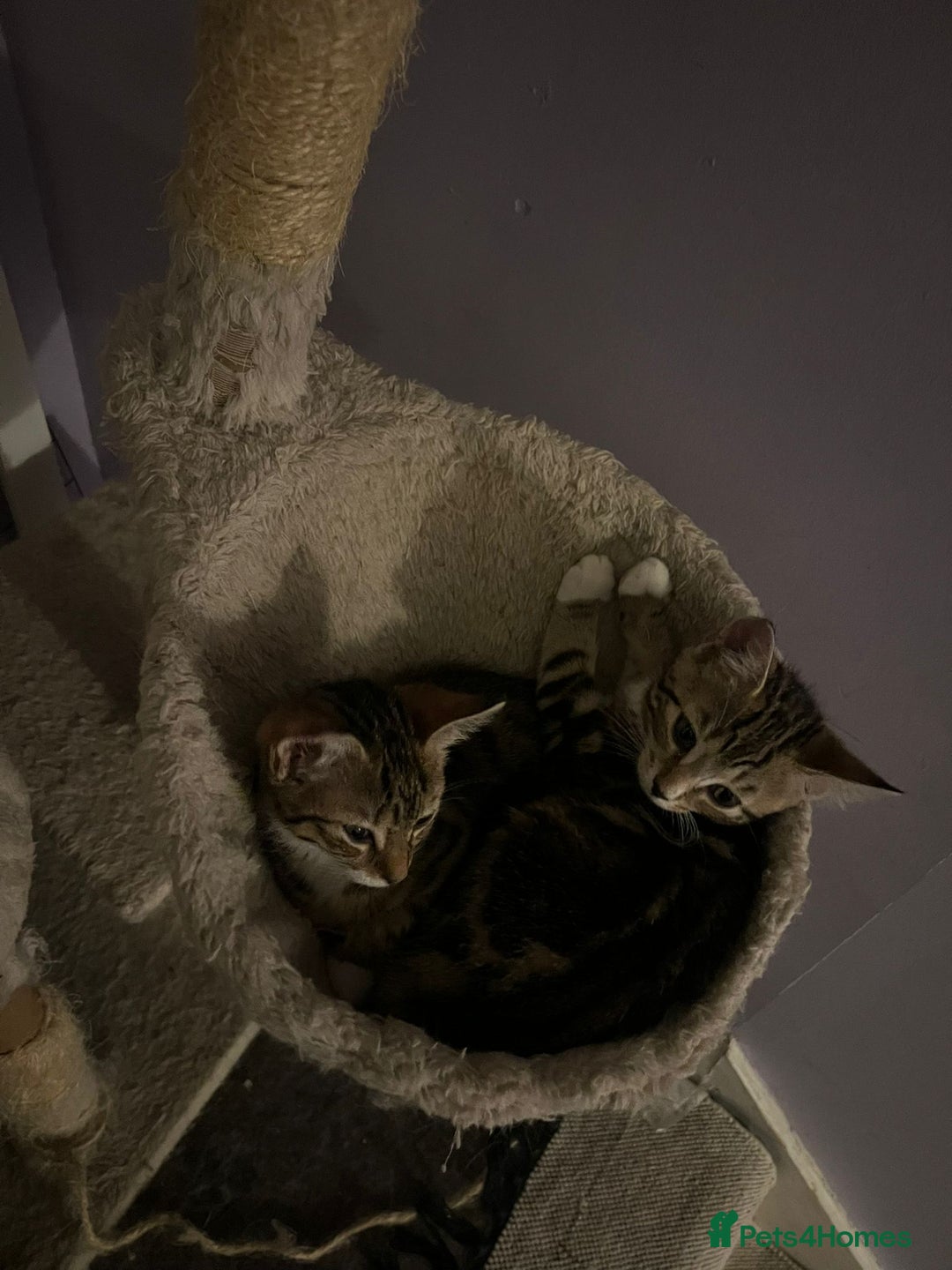 Mixed Breed cats for adoption: 3 x rescue tabby kittens looking for homes - Image 5