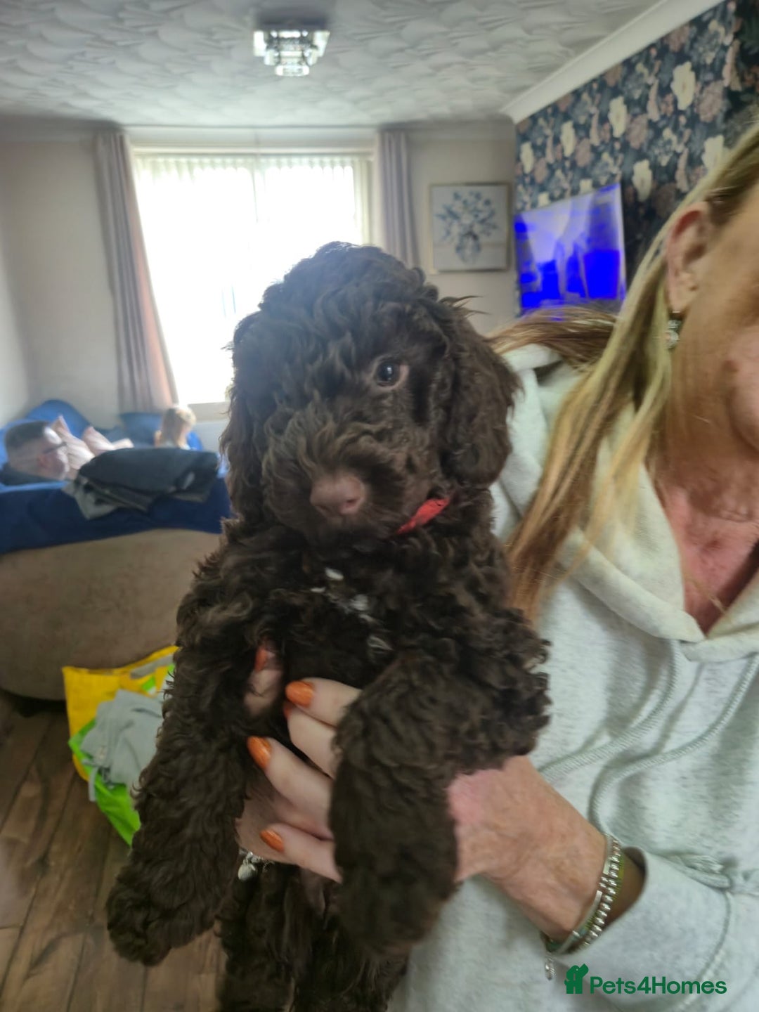 Sproodle dogs for sale: Beautiful Sproodles 1 black girl&1 chocolate boy - Image 2