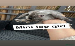 Mini Lop rabbits for sale: 2 x girl mini lops and 4 x lion head mini lops  - Image 1