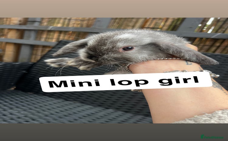 Mini Lop rabbits - Advert 2